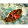 Fiery Dragon Pendant Necklace
