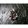 Phantom In Silver Pendant Necklace