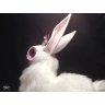 Eldarya - Bunny (9 cm) Plush Toy