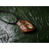 Agate Drop Pendant Necklace
