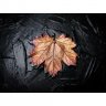 Ginger Maple Leaf Pendant Necklace