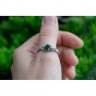 Xanthoria With Stone Ring