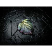 Gradient Linden Leaf Pendant Necklace