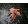 Red Maple Leaf Pendant Necklace