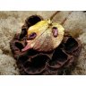 Linden Leaf With Purple Bugs Pendant Necklace