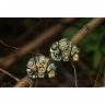 Olive Elephant Pendant Necklace