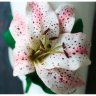 Tender Lily Mug With Decor