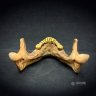 Jaw Smartphone Stand