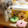Donut Squeaky Plush Toy for Small & Medium Dogs (Frog)