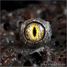 Angel Wings with Crocodile Eye Ring