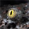 Angel Wings with Crocodile Eye Ring