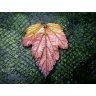 Gradient Physocarpus Opulifolius V.2 Pendant Necklace