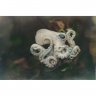 White Octopus Pendant Necklace
