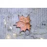 Red Maple Brooch