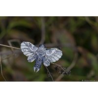 Frosty Hawk Moth Pendant Necklace