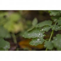 Dew On Leaf Set Of 4 Digital Postcards