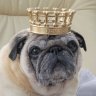 Personalized With Bones Dog Crown