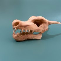 Pokemon - Charizard Skull Figure
