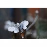 White Hawk Moth Pendant Necklace