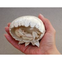 Birth Of Angel Figure