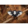 Twilight Hawk Moth Pendant Necklace