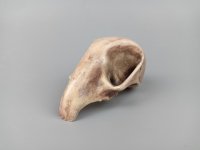 Alien Bird Skull Magnet