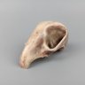 Alien Bird Skull Magnet