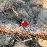 Ladybug Brooch