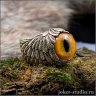 Eye of a golden cat Ring