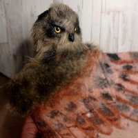 Frame Owl Plush Toy