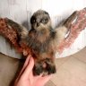 Frame Owl Plush Toy