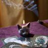 Cat Candle