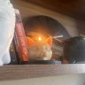Cat Candle