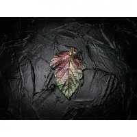 Gradient Physocarpus Opulifolius Pendant Necklace