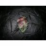 Gradient Physocarpus Opulifolius Pendant Necklace