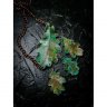 Four Oak Leaves Pendant Necklace