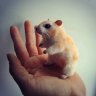Hamster (7 cm) Plush Toy