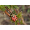 Ladybug Brooch