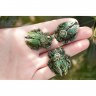 Green Bug Brooch
