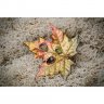 Maple Leaf V.2 Brooch