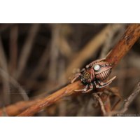 Copper Steampunk Spider Brooch