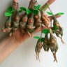 Adenium Flower Keychain