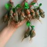 Adenium Flower Keychain