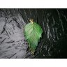 Emerald Birch Leaf Pendant Necklace