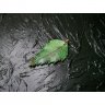 Emerald Birch Leaf Pendant Necklace