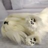 Maltese (25 cm) Plush Toy