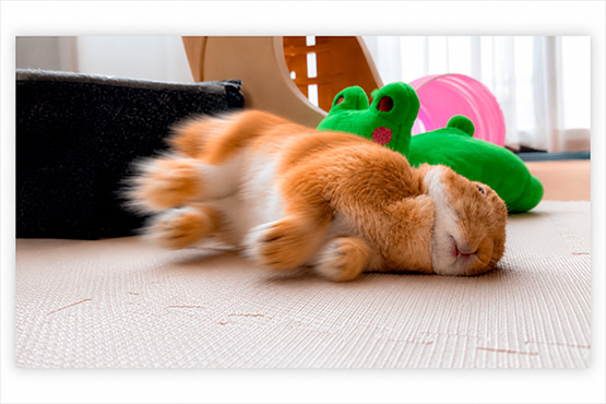 Watch This Sleeping Bunny Run in Its Dreams
